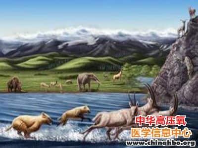 氧与动物进化