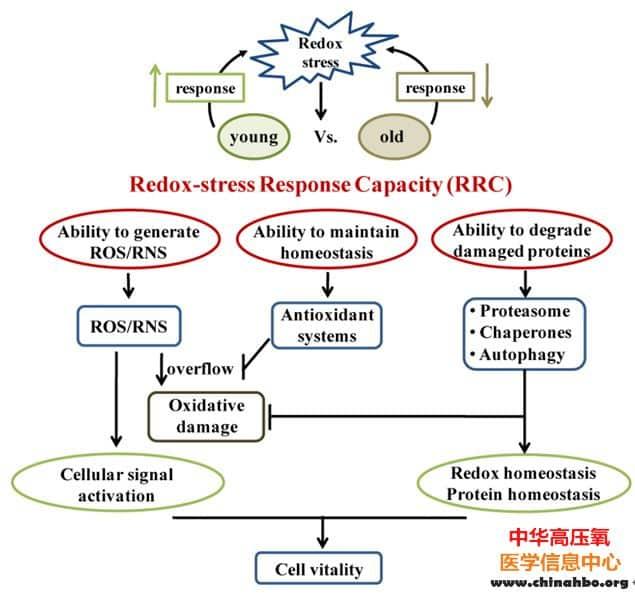 生物物理所提出 “氧化还原应激反应能力” 新概念