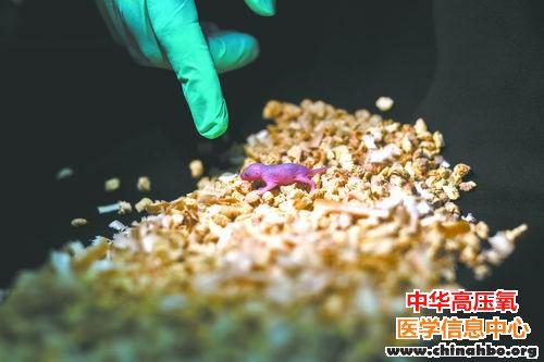 两个爸爸也能生孩子？！