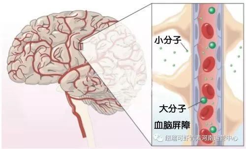 Nature：将血液输送到大脑的新细胞图谱